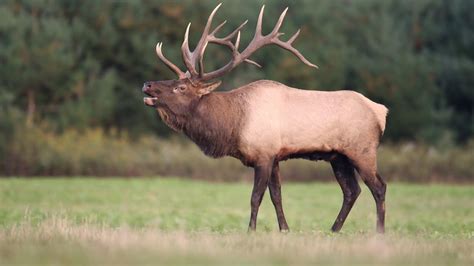 Nov 6, 2016 ... Rocky Mountain Single Bull Elk Bugle is a photograph by Zach Rockvam which was uploaded on November 6th, 2016. The photograph may be ...